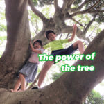 The power of the tree